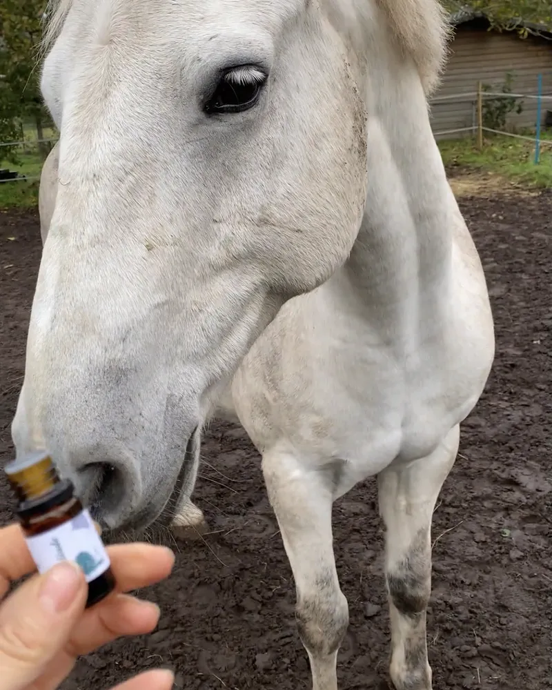 Pony Gijs ruikt aan een flesje essentiële olie